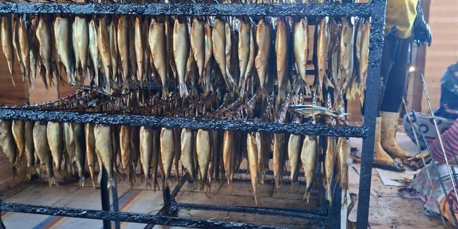 إحباط ترويج 4 أطنان و250 كيلو رنجة فاسدة بكفر الزيات