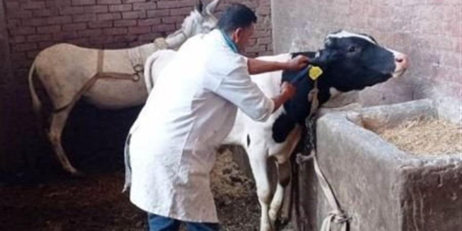 صرف أسمدة وتواصل حملات تحصين الماشية وتجديد تراخيص الثروة الحيوانية بالجيزة