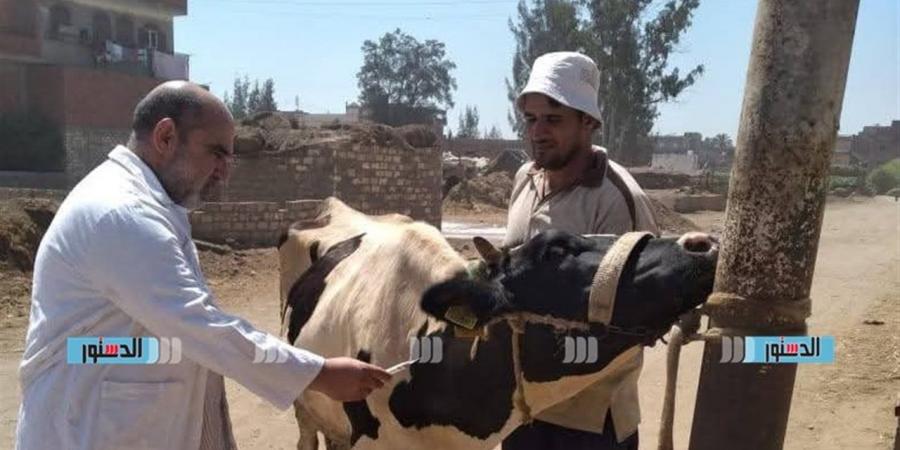 تحصين 159 ألف رأس ماشية ضد الأمراض في كفر الشيخ خلال أسبوعين