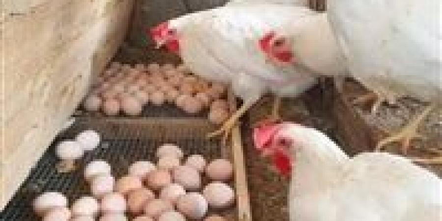 انخفاض أسعار البيض والدواجن في مصر رغم زيادة الطلب خلال الأعياد