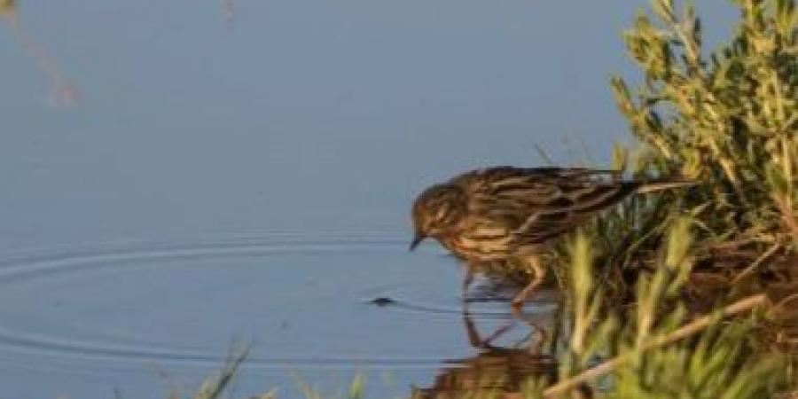 الجشنة حمراء الزور.. زائر يزين براري السعودية بتنوعه اللوني وسلوكه الحيوي