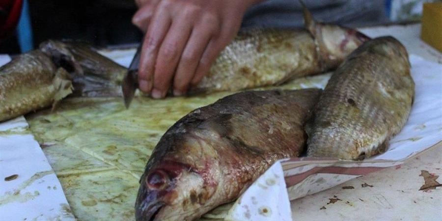 "الصحة" توجه نصائح طبية ووقائية لتجنب أخطار التسمم إثر تناول الأسماك المملحة