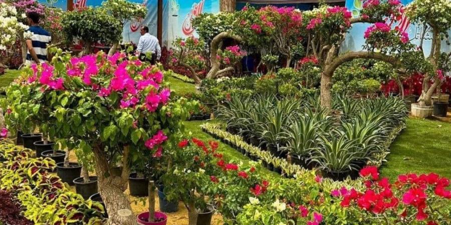 "زراعة الجيزة": إقبال كبير من الجمهور على معرض زهور الربيع بالمتحف الزراعي