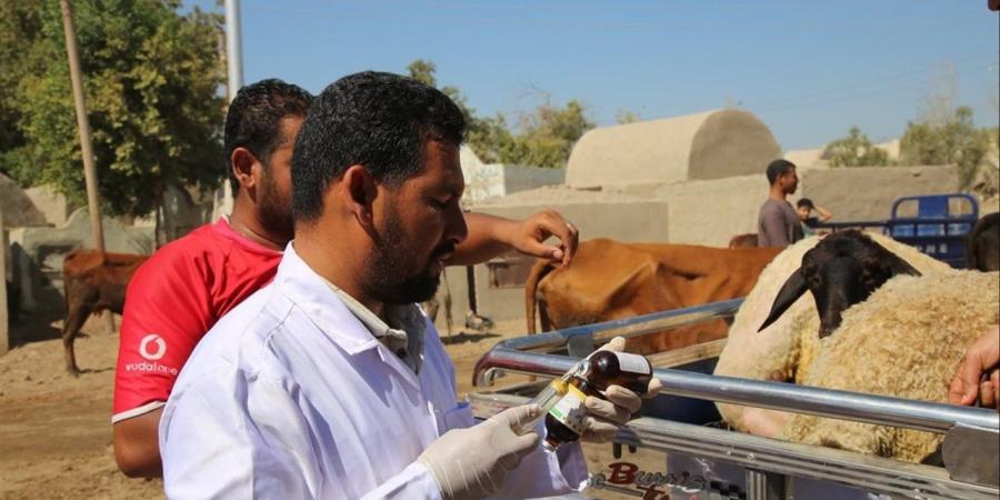 قافلة علاجية تناسلية بيطرية ضمن جهود دعم المربين وتحسين كفاءة الثروة الحيوانية بالقليوبية