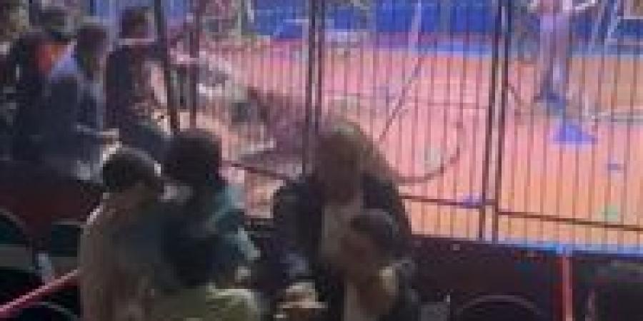 مأساة السيرك.. شبل يهاجم طفلة خلال صورة تذكارية