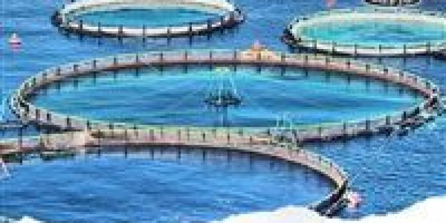 قفزة في إنتاج المزارع السمكية.. “المنزلة” و“برسيق” تحققان حصادًا غير مسبوق