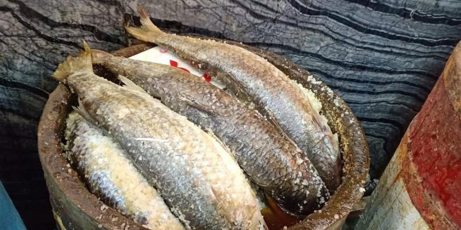 ضبط 320 كيلو فسيخ مجهول المصدر في الإسكندرية