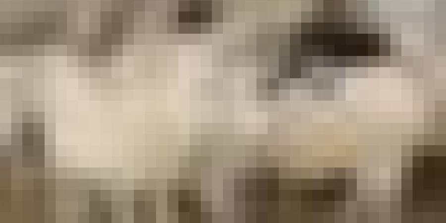 وزارة الفلاحة تطلق رسميا عملية حجز وبيع المواشي المستوردة.. وهذا سعرها