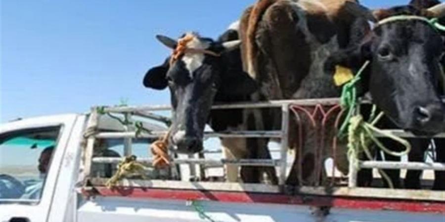 ضبط تشكيل عصابي لسرقة الماشية في عملية أمنية بالوادي الجديد