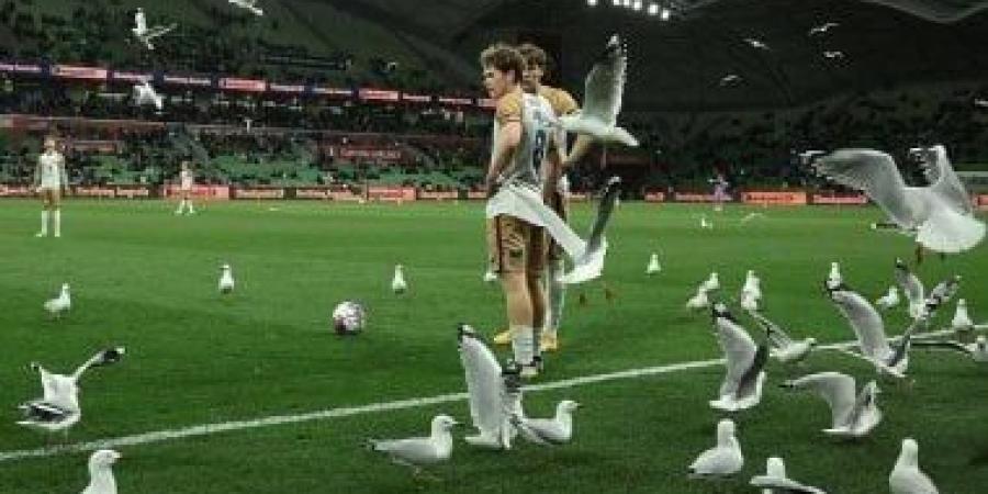 طيور النورس تغزو ملعب ملبورن وتخطف الأضواء فى الدورى الأسترالى.. فيديو