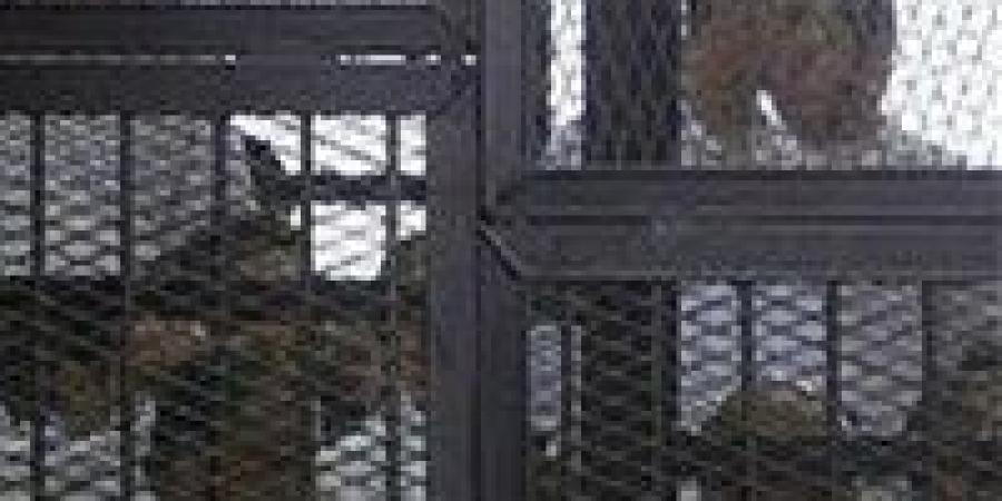 خلية الطالبية أمام العدالة.. استمرار محاكمة 5 متهمين غدًا