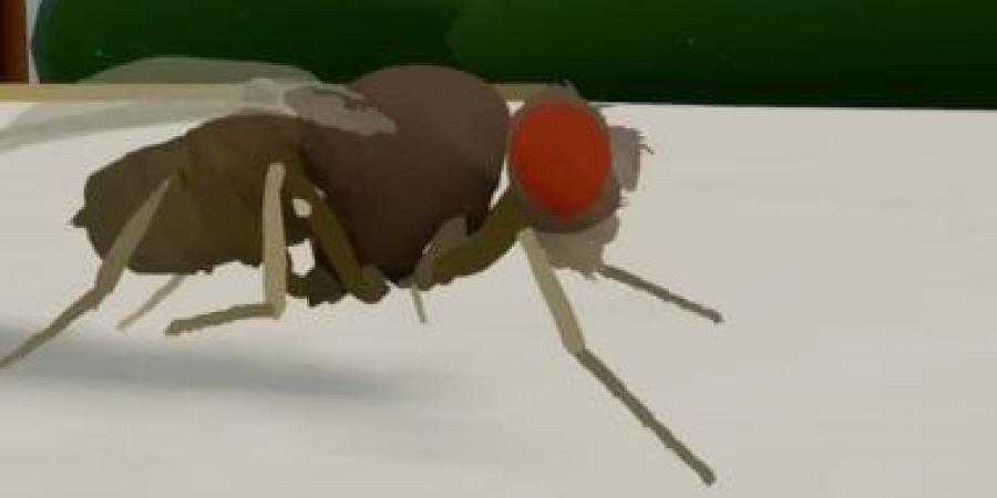 العلماء يدخلون دماغ ذبابة فى الذكاء الاصطناعى ويتطلعون للعقل البشرى