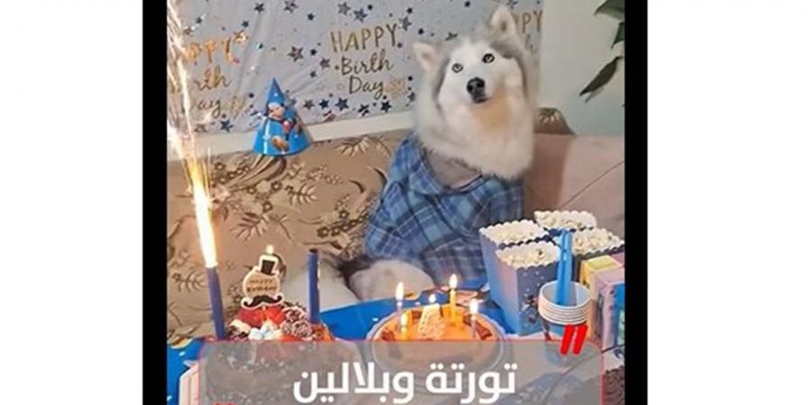 تورتة وبلالين.. عيد ميلاد كلب هاسكي يتصدر التريند (فيديو)