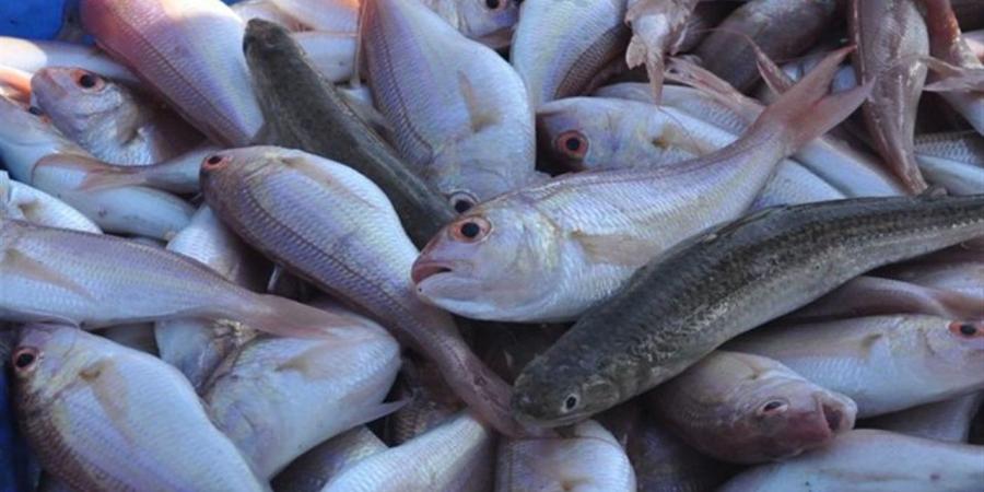 أسعار الأسماك والمأكولات البحرية في محافظة القاهرة اليوم الأحد 19 أبريل 2026