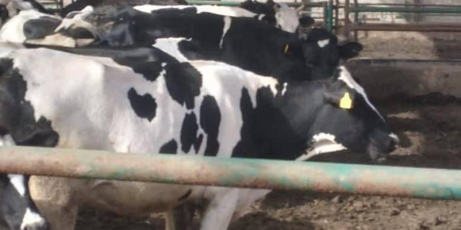 الزراعة: تحصين أكثر من 3 مليون رأس ماشية ضمن الحملة القومية ضد الجلد العقدي وجدري الأغنام