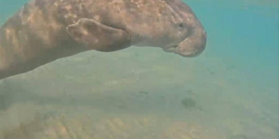 "عروس البحر" يظهر بسفاجا.. محميات البحر الأحمر تتابع صغير "الدوجونج" الذى فقد أمه
