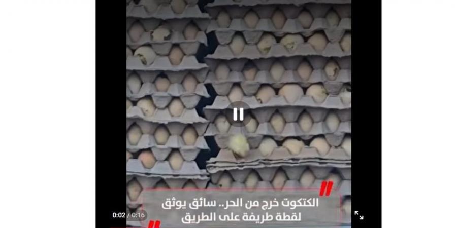 الكتكوت خرج من الحر.. سائق يوثق لقطة طريفة على الطريق (فيديو)