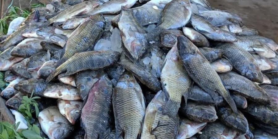 أسعار الأسماك والمأكولات البحرية في الوادي الجديد اليوم الأربعاء