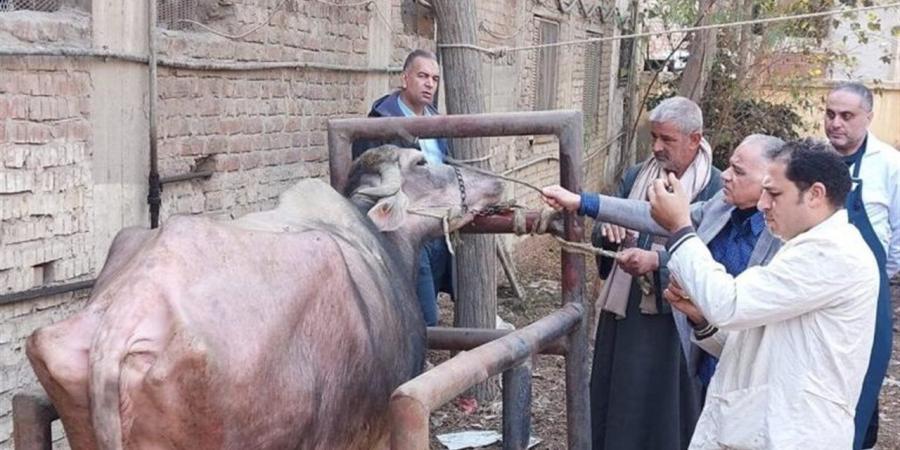 الخدمات البيطرية: علاج 645 حيوانًا و3740 طائرًا ضمن قافلة مجانية بكفر الشيخ