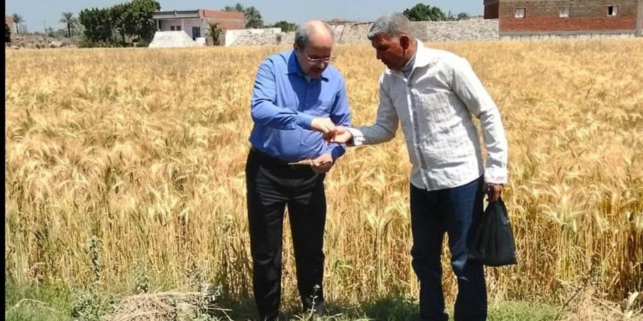 من إحدى مزارع دندرة.. محافظ قنا يطلق إشارة بدء موسم حصاد القمح