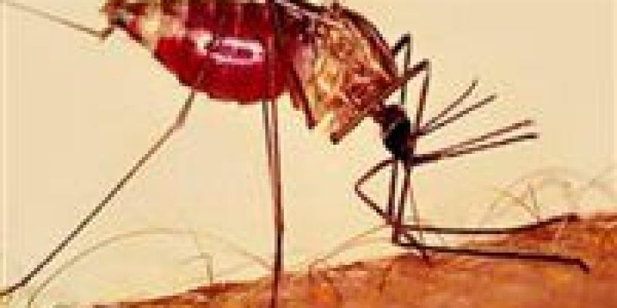 إنجاز للعام الثاني.. مصر خالية من الملاريا وتحاليل الربع الأول تؤكد النتائج