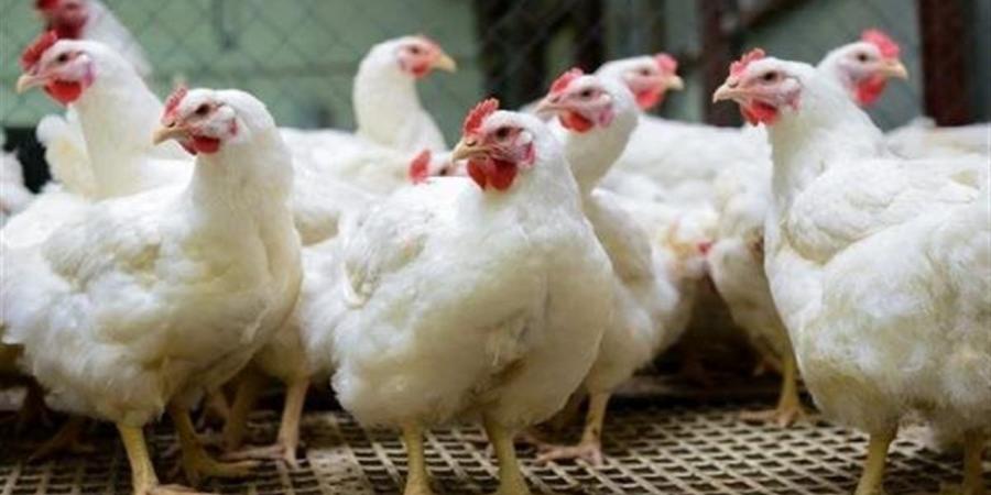 تحديث أسعار الفراخ اليوم في مصر.. الأبيض والبلدي والساسو