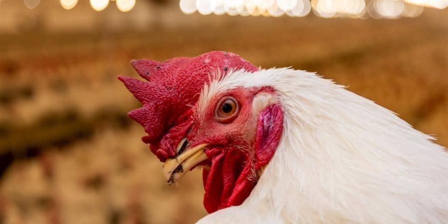 سعر كيلو الفراخ البيضاء اليوم 26 أبريل 2026 من بورصة الدواجن