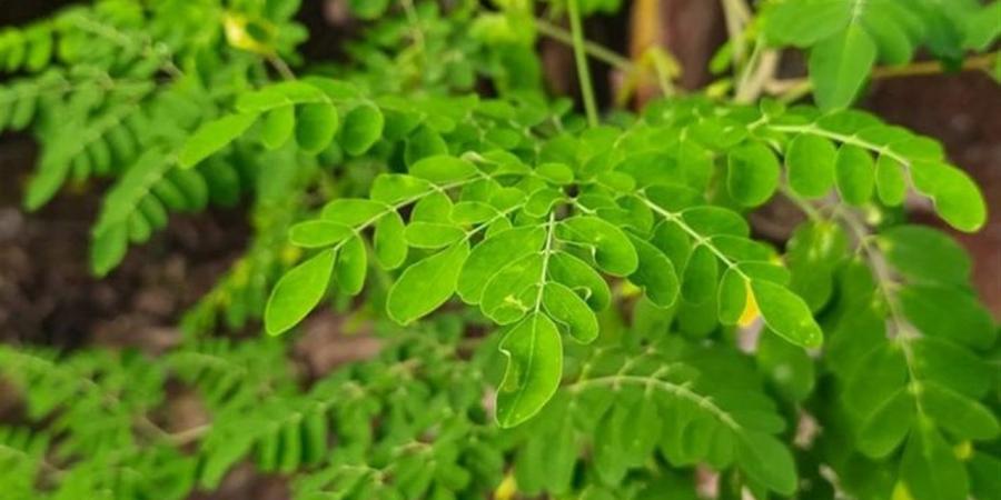 "شجرة الحياة" تنقذ الماء من التلوث البلاستيكي