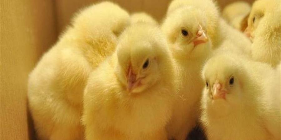 أسعار البط والكتاكيت في أسواق الغربية اليوم الثلاثاء 28 أبريل 2026