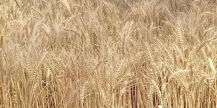 "زراعة الإسماعيلية" تبدأ حصاد القمح وتتابع انتظام التوريد