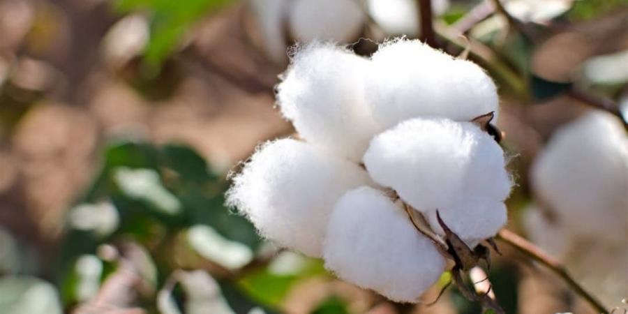 انطلاق أول برنامج دولي لتدريب المدربين لدعم استدامة القطن المصري