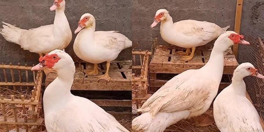 أسعار البط والكتاكيت في أسواق الغربية اليوم الأربعاء 29 أبريل 2026