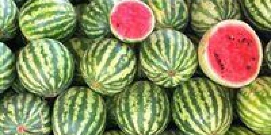 شائعات البطيخ تحت الحسم.. مركز المناخ يوضح الحقيقة الكاملة للمواطنين