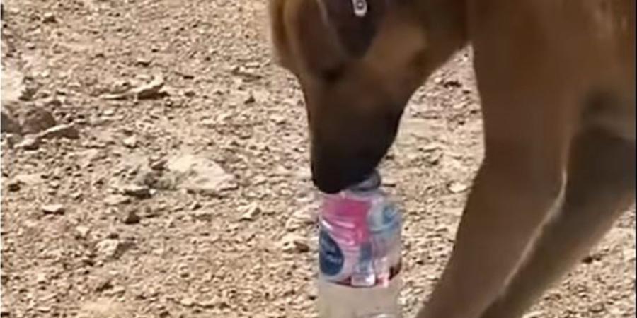 بمهارة عالية.. كلب يشرب بمفرده من زجاجة المياه (فيديو)