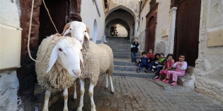 موعد إجازة عيد الأضحى 2026 في مصر رسميًا