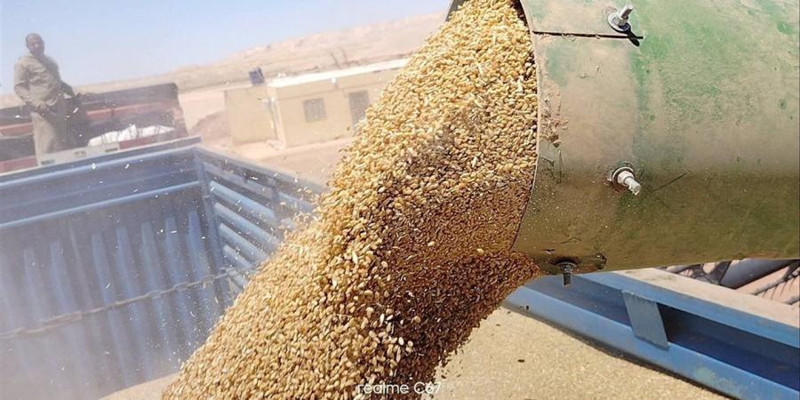 توريد أكثر من 211 ألف طن قمح بصوامع وشون الوادي الجديد