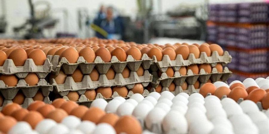 سعر كرتونة البيض اليوم السبت 2-5-2026 للمستهلك في السوق المحلية