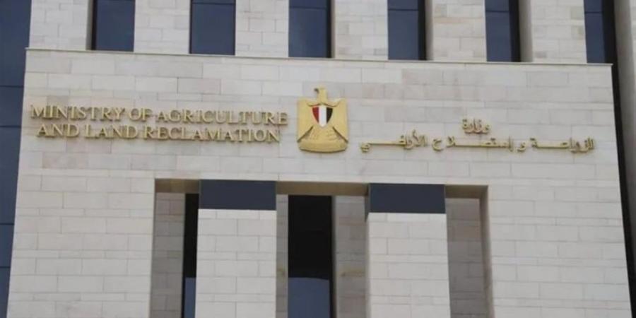 الزراعة: حديقة الحيوان بالإسكندرية تتسلم صغار الشمبانزي المضبوطة بمطار القاهرة