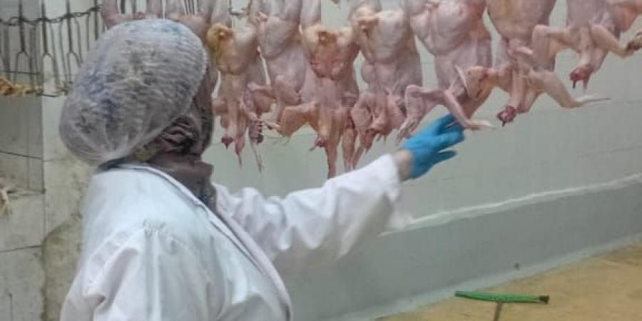 محافظ الجيزة يتابع خطة الإشراف البيطري على مجازر الدواجن