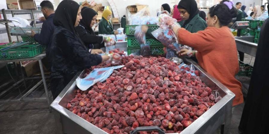 محافظ المنيا: محطة تعبئة فاكهة «البيهو» تنتج 40 طنًا من الفراولة والعنب
