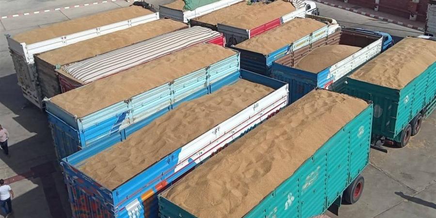 محافظ الوادي الجديد: توريد ربع مليون طن قمح حتى الآن