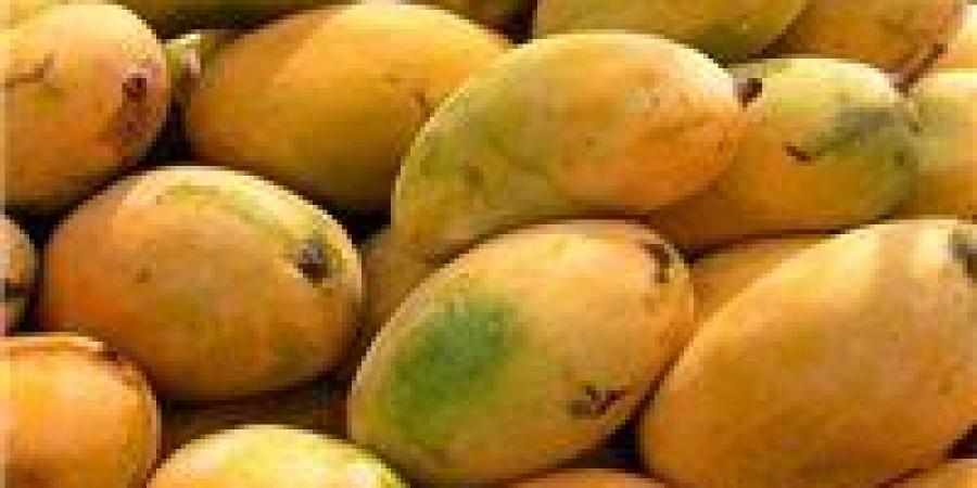 المانجو في خطر.. تحذيرات من تأثير التقلبات الجوية على المحاصيل الزراعية