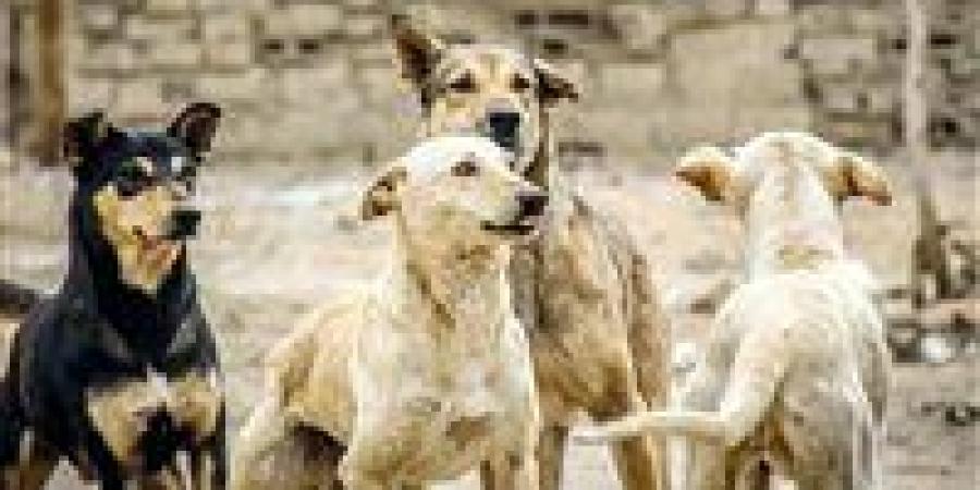 رئيس جمعية الرفق بالحيوان: عدد الكلاب الضالة في مصر وصل إلى 15 مليونًا عام 2014