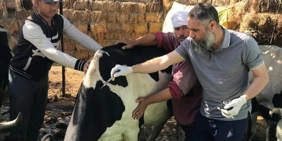 تنفيذ أعمال الحملة القومية للتحصين ضد الحمى القلاعية وحمى الوادي المتصدع بالبحيرة