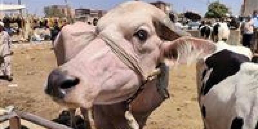 كيف تختار أضحية العيد بالطريقة السليمة؟ .. فيديو