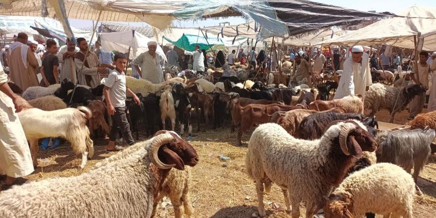 خطوات حجز الأضاحي استعدادًا لعيد الأضحى 2026