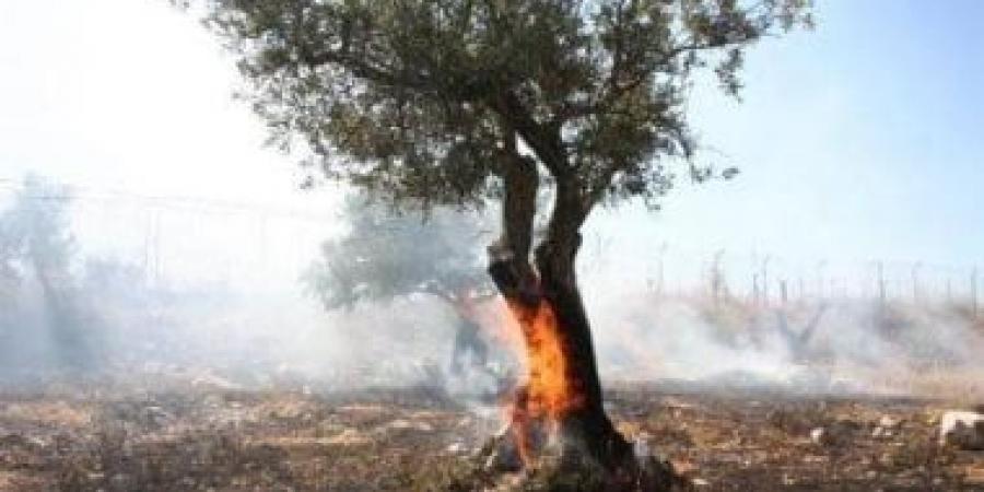 مستوطنون يحرقون أشجار زيتون فى برقا شرق رام الله