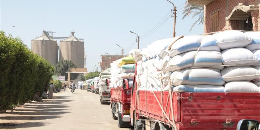 بالأرقام.. بني سويف تقترب من ربع مليون طن قمح مورد بصوامع وشون المحافظة
