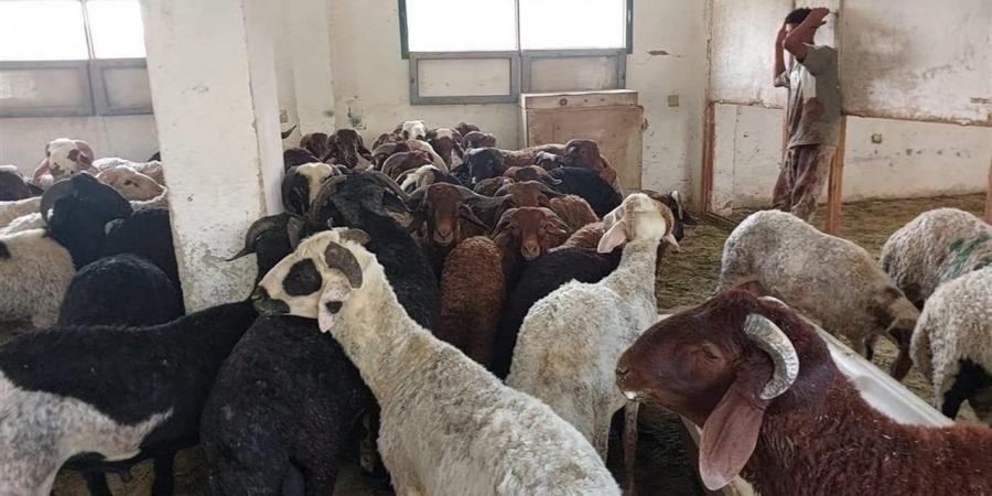 عضو بالأعلى للشؤون الإسلامية يحذر من نشر صور الأضاحي للتفاخر على السوشيال ميديا
