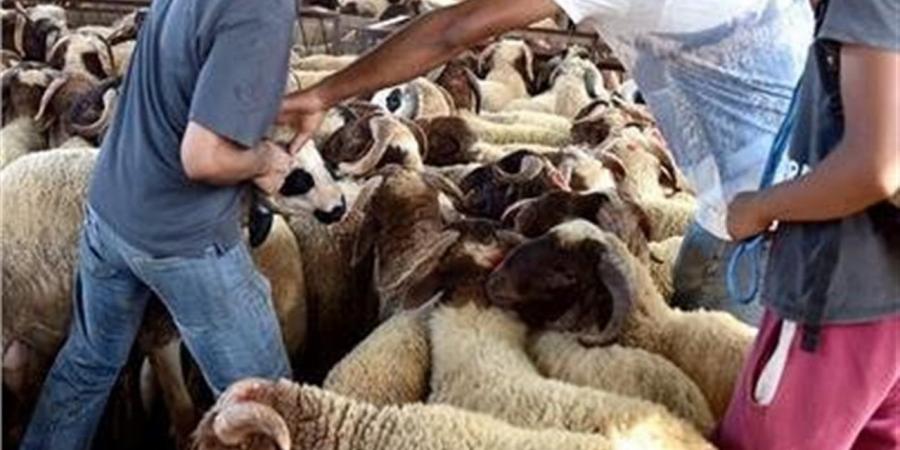 حكم الاقتراض لشراء الأضحية 2026.. متى يجوز شرعًا؟
